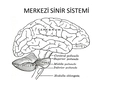 Merkezi Sinir Sistemi Özellikleri ve Faydaları Nelerdir?