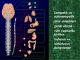 Parasempatik Sinir Sistemi Özellikleri ve Faydaları Nelerdir?