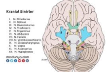 Kranial Sinirler Özellikleri ve Faydaları Nelerdir?