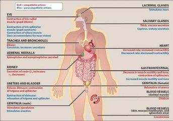 Fizyoloji Sinir Sistemi Sinir Sistemi Fizyolojisi