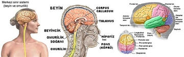 Beyin Sinir Sistemi Özellikleri ve Faydaları Nelerdir?