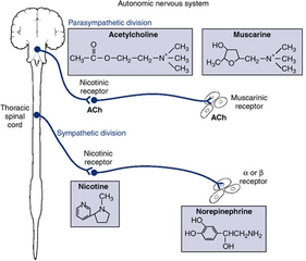 Sempatik Sinir Sistemi Özellikleri ve Faydaları Nelerdir?